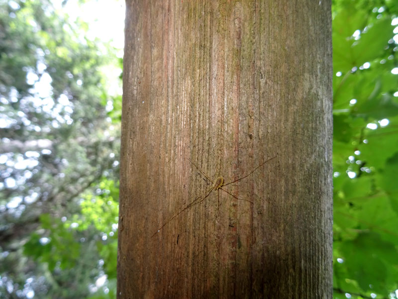 Opilio canestrini, femmina (Phalangiidae)